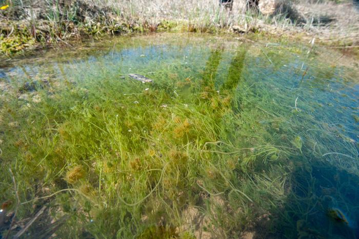 Les herbiers à charagnes, supports de biodiversité