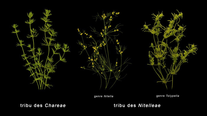 Variabilité morphologique au sein des Characées