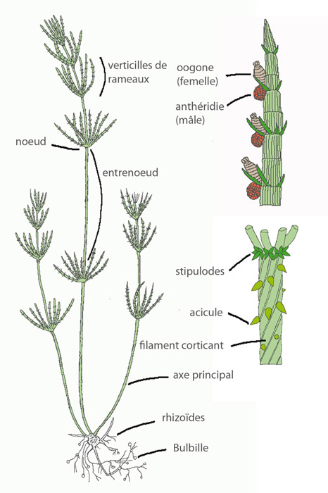 Principaux caractères morphologiques d’une characée