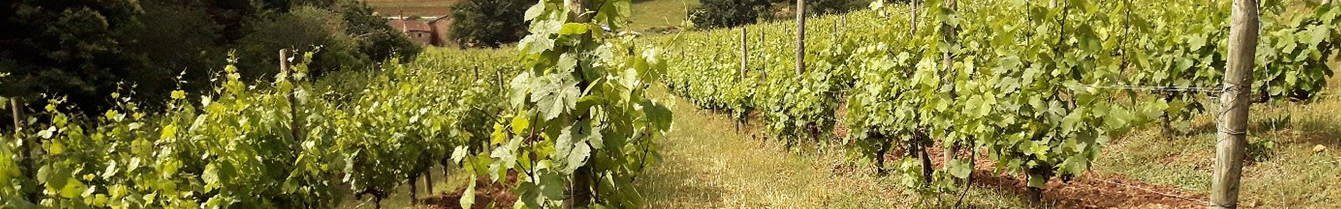 Paysages viticoles de la Côte Roannaise