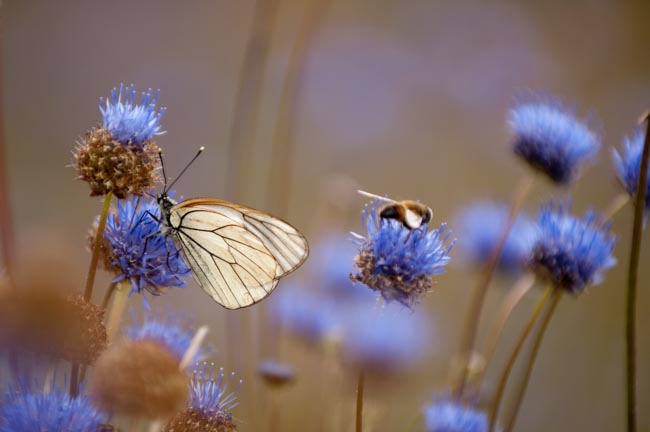 Illustration enjeux écologiques - Mélanges fleuris favorables aux pollinisateurs