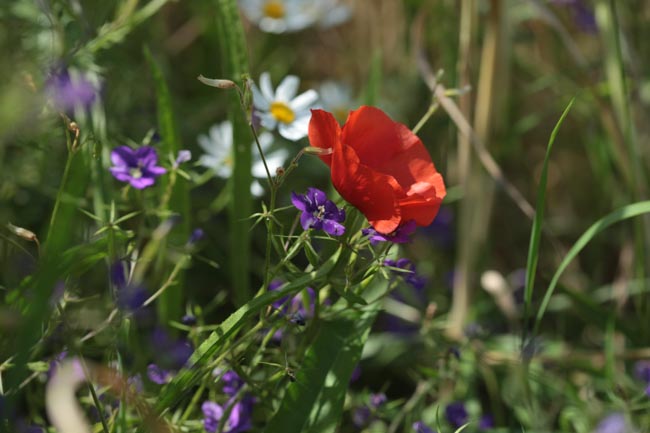 Illustration conseils techniques - Mélanges fleuris favorables aux pollinisateurs