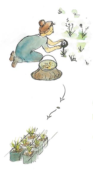 Illustration conseils techniques - Aménagements paysagers écologiques et ornementaux – Massif vivaces (herbacées, arbres bas et arbustes) 