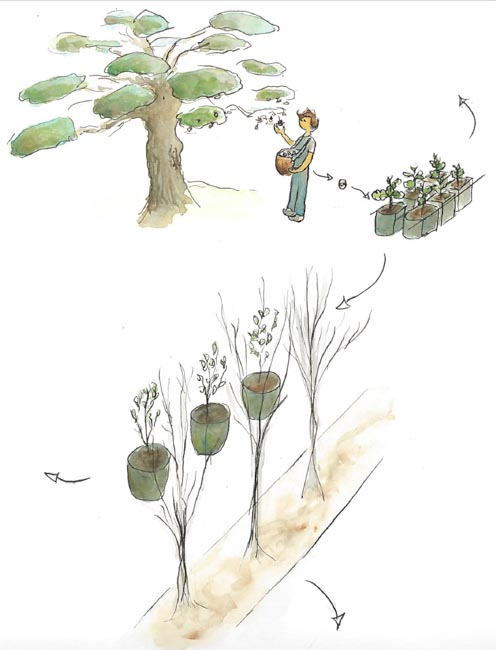 Illustration palette Arbres et arbustes pour alignement ou bosquet