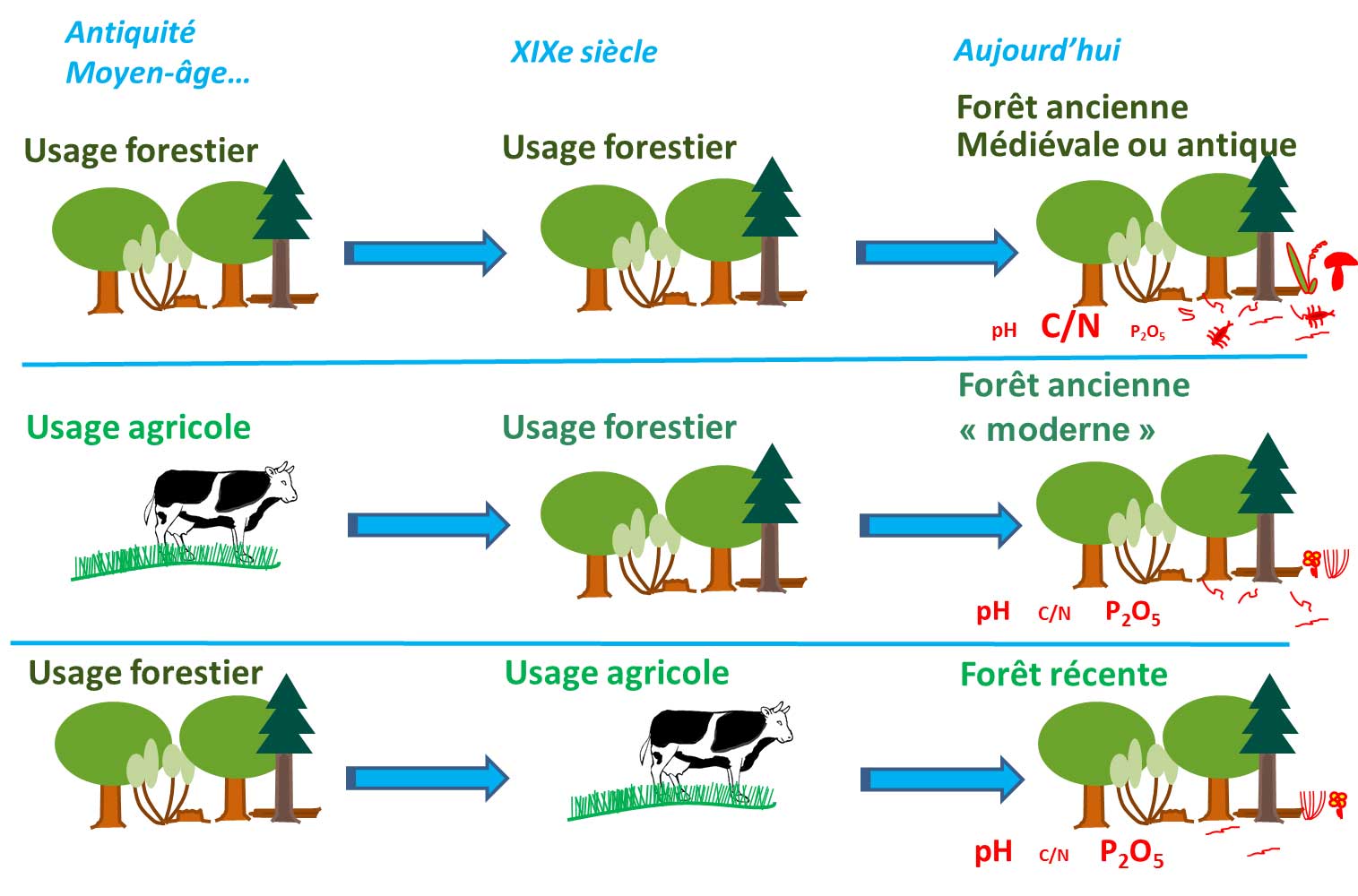 Schéma de l'usage des forêts du Moyen-âge à aujourd'hui