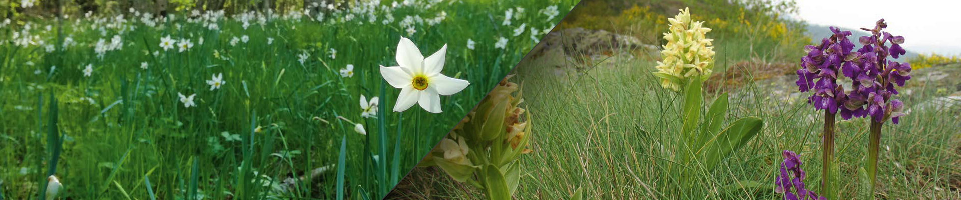 Illustration Narcisses / Orchidées - Un héritage sylvo-agricole ancestral, générateur d’une biodiversité originale