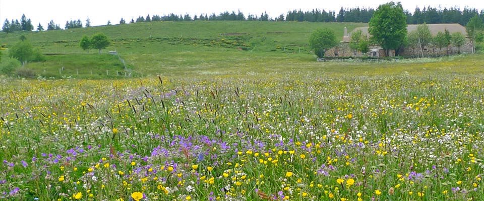 Le Mézenc, une montagne de fleurs...