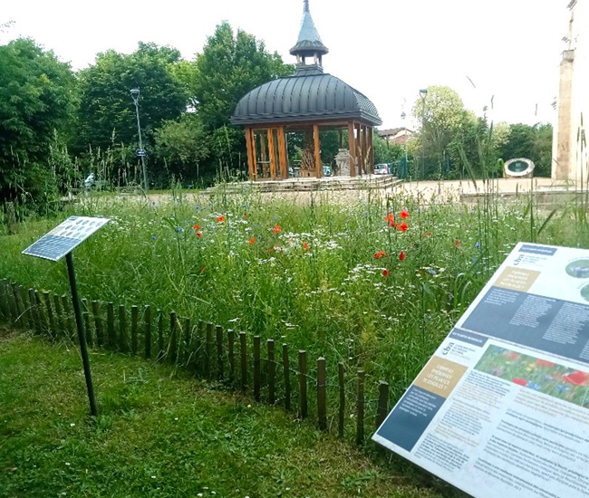 Floraison du mélange implanté sur le site de l'Évêché à Limoges © E. CHAMMARD / CBNMC