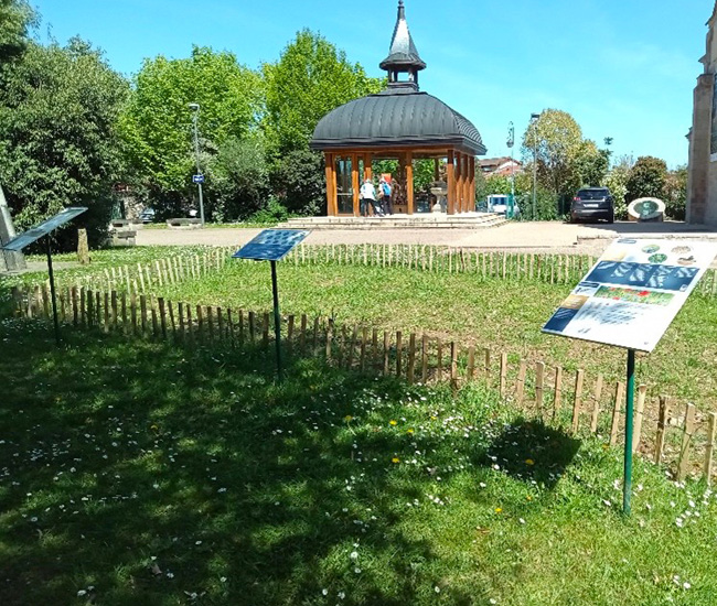 Levée des semis en avril 2024 sur le site de l'Évêché à Limoges