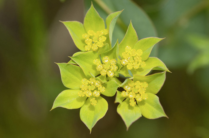 Illustration AURAVENSIS