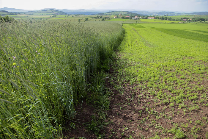 Illustration AURAVENSIS