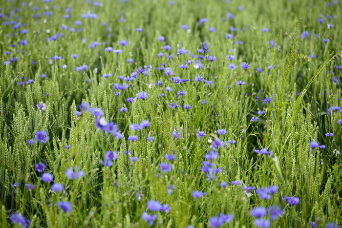 Illustration AURAVENSIS