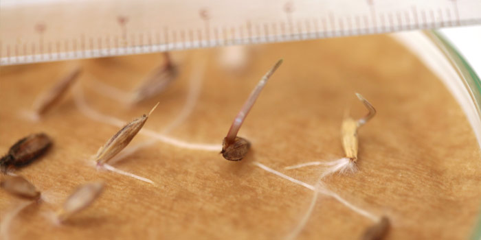 Germes de Brome faux-seigle (Bromus secalinus)