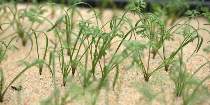 Plantules de Peigne-de-Vénus (Scandix pecten-veneris)