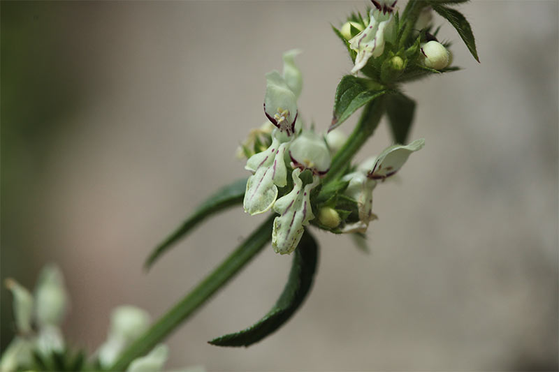 Stachys recta / © ROUMIER A. - CBNMC