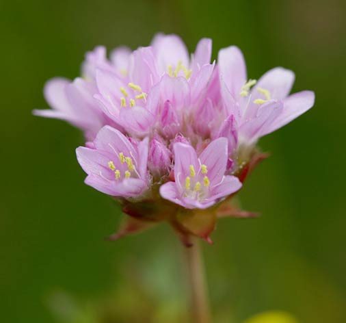 Armeria Arenaria / © DESCHEEMACKER A. - CBNMC