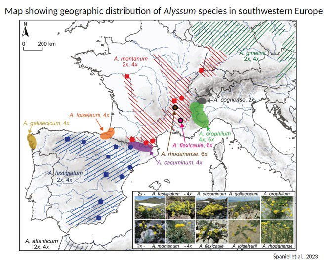 Distribution d'Alyssons en Europe du Sud ouest