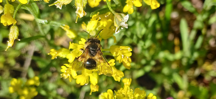 Pollinisateur observé sur l’Alysson du Rhône