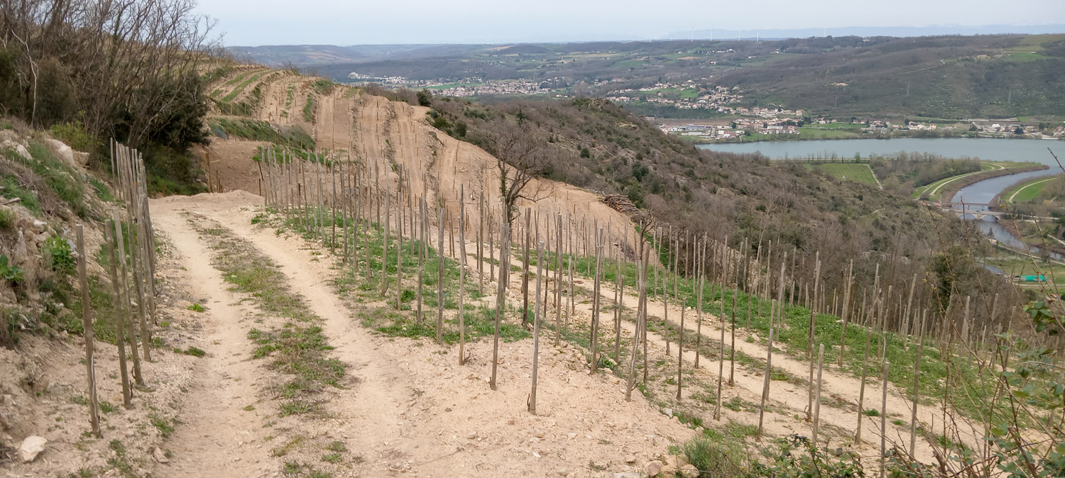 La viticulture, clé du problème ?