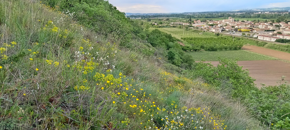 Des plantes déconnectées ?