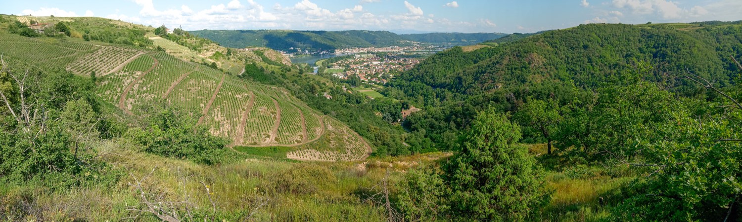 La Costière rhodanienne: un trésor de biodiversité