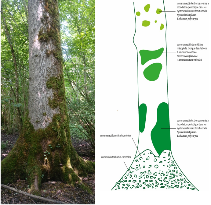 Suivi bryologique en milieu alluvial