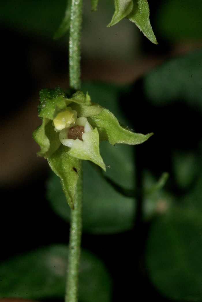 Epipactis albensis