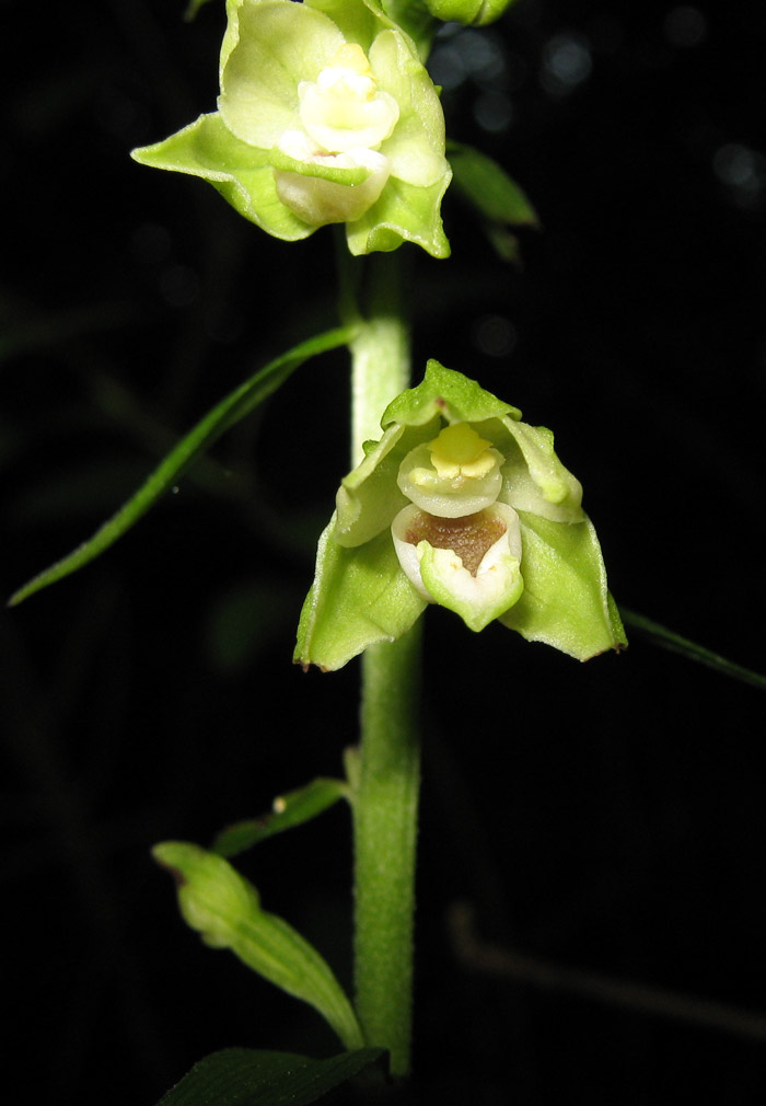 Epipactis fibri