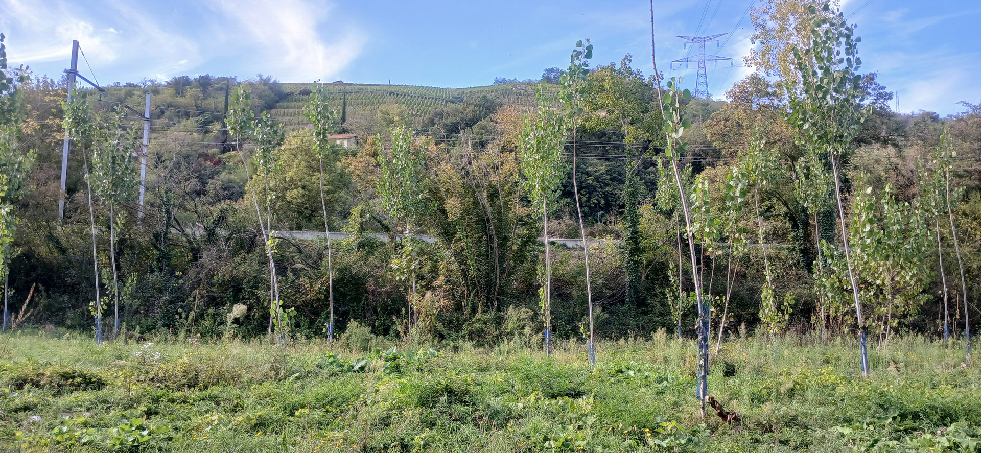 Station d’Epipactis du Castor à Chavanay détruite par une plantation de Peuplier