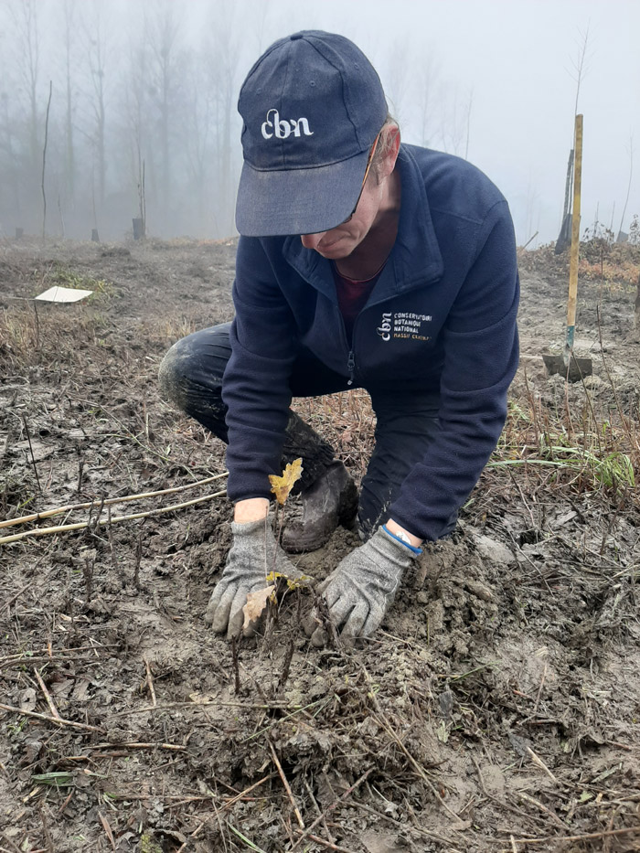 Opération de replantation de ripisylves à Massignieu-de-Rives