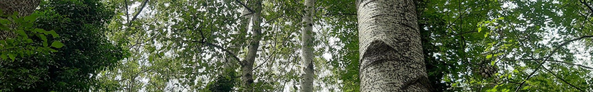 Forêt alluviale - peupleraie blanche