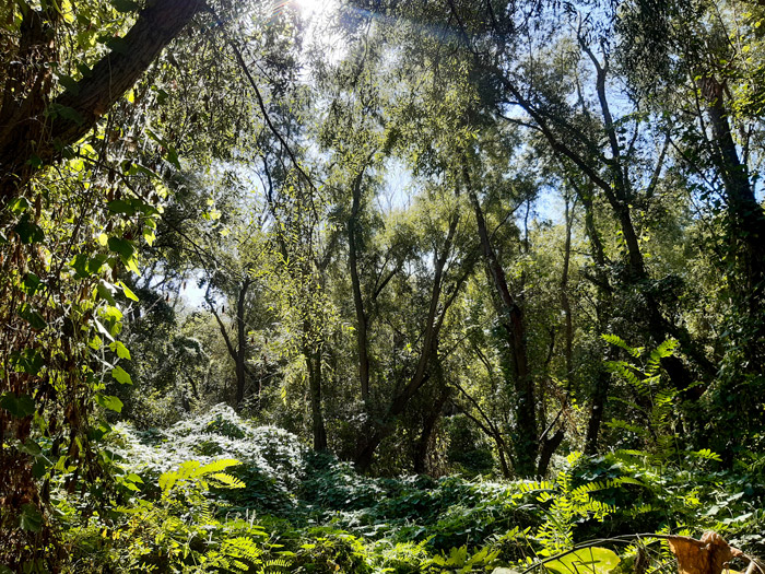 Forêts alluviales