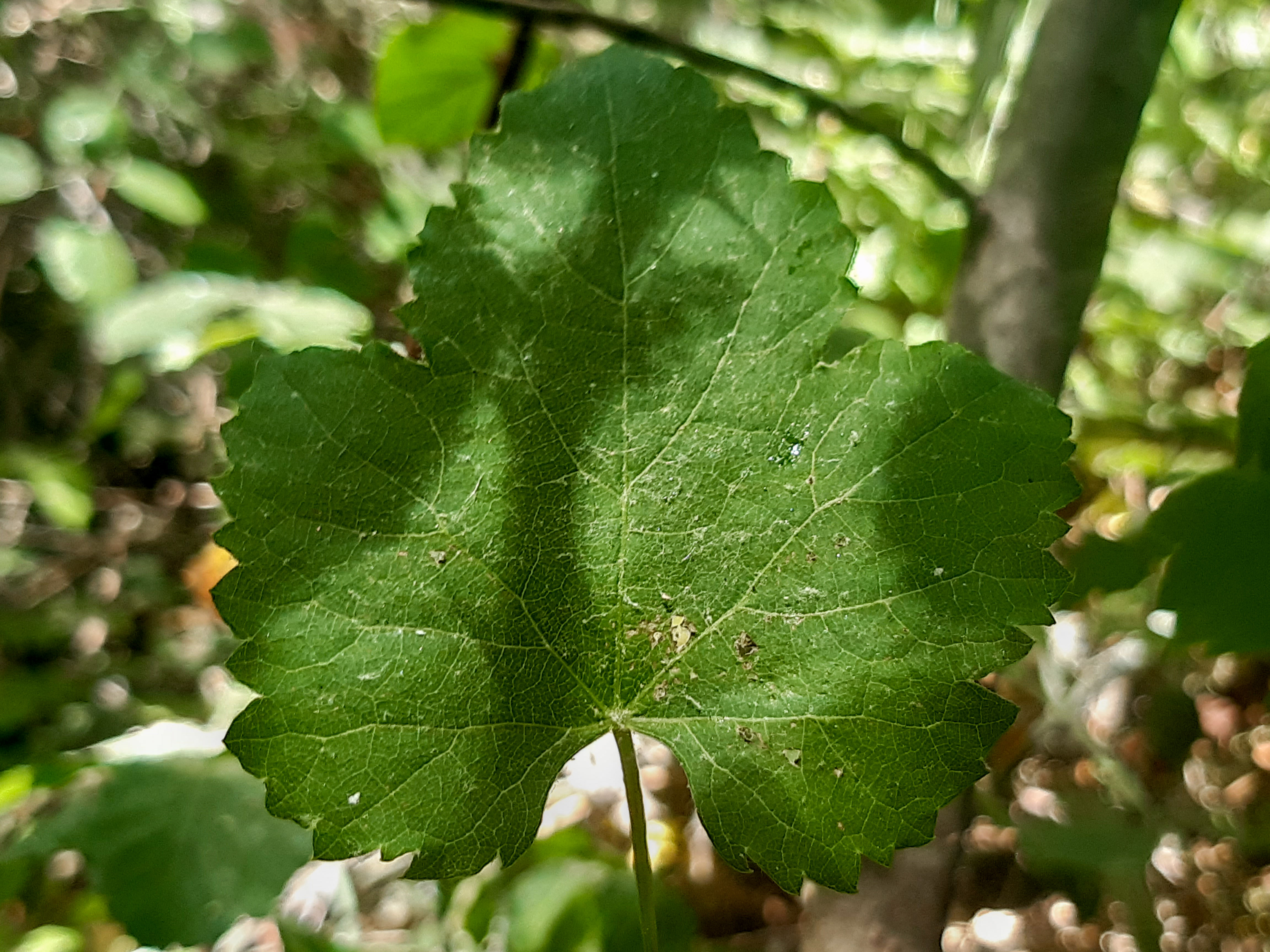 Vigne sauvage