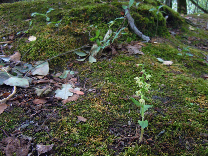 Epipactis fibri