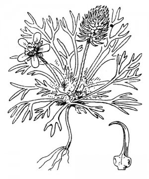 Nielle des blés (Agrostemma githago)