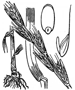 Nielle des blés (Agrostemma githago)