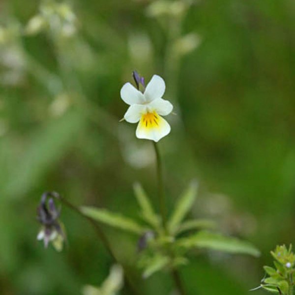Violette des champs / Viola arvensis