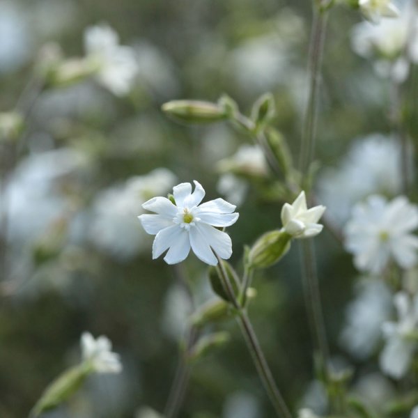 Compagnon blanc / Silene latifolia
