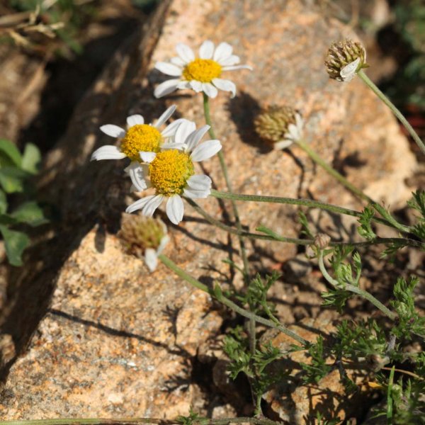 Camomille puante / Anthemis cotula