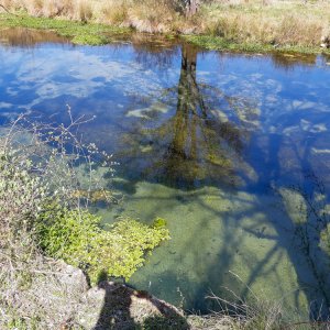 Habitat à <i>Nitella opaca</i> femelle dans la resurgence de la Claysse