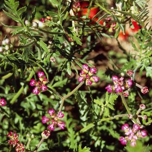 Nielle des blés (Agrostemma githago)