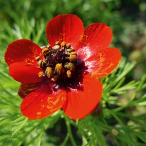 Adonis d'automne (Adonis annua)