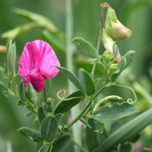 Gesse tubéreuse (Lathyrus tuberosus)