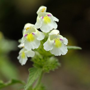 Galéopsis des moissons (Galeopsis segetum)