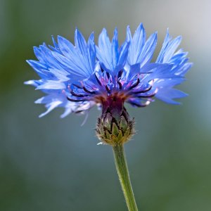 Bleuet des champs (Cyanus segetum)