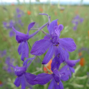 Dauphinelle royale (Delphinium consolida)