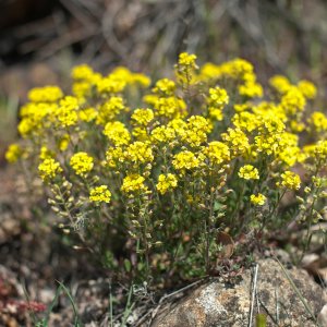 Alyssum rhodanense