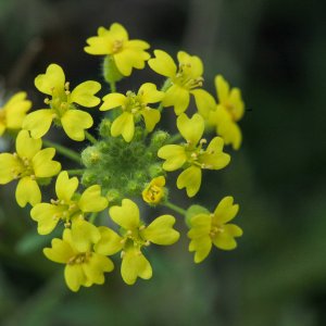 Alyssum montanum