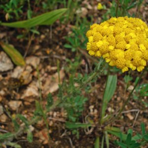 Achillea tomentosa