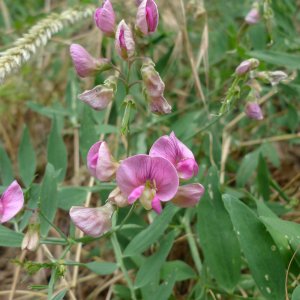 Lathyrus cirrhosus